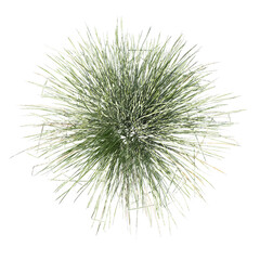 Obraz premium Spiky fescue (bearskin, Festuca gautieri) top view isolated transparent realistic background sketch PNG with alpha channel 