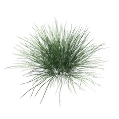 Spiky fescue (bearskin, Festuca gautieri) isolated transparent realistic background sketch PNG with alpha channel
