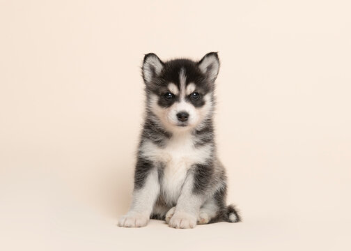 Cute pomsky puppy sitting on a creme sand background looking at the camera