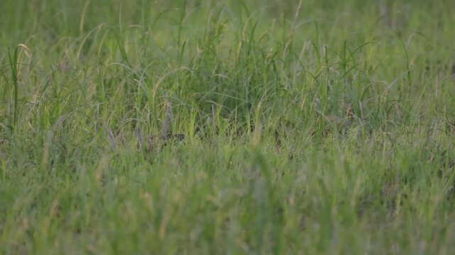a pair of Greater painted snipes in long grass