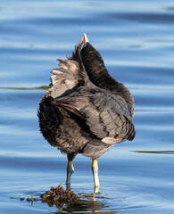 Eurasian coot, Fulica atra. A bird stands by the riverbank, preening its feathers