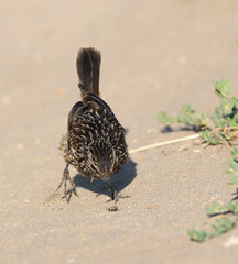 Bluethroat, Luscinia svecica. A young bird has found an insect and is examining it