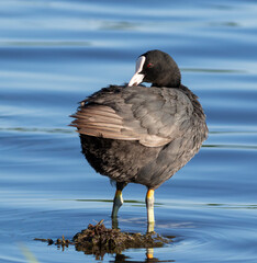 Eurasian coot, Fulica atra. A bird stands by the riverbank, preening its feathers