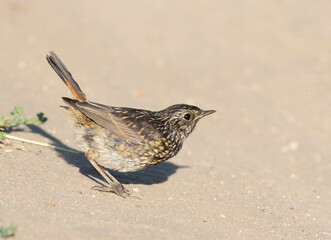 Bluethroat, Luscinia svecica. A young bird walks along the riverbank looking for insects to eat