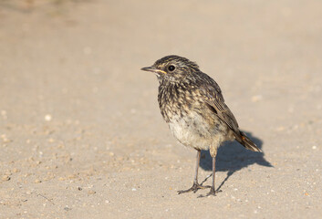Bluethroat, Luscinia svecica. A young bird stands on the shore near the reeds
