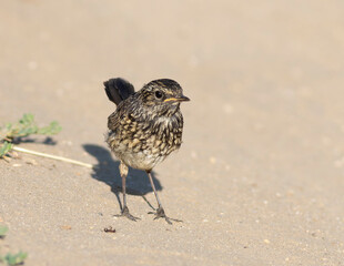 Bluethroat, Luscinia svecica. A young bird stands on the riverbank