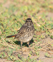 Bluethroat, Luscinia svecica. A young bird stands in the grass, looking into the camera lens.