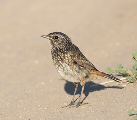 Bluethroat, Luscinia svecica. A young bird walks along the riverbank looking for insects to eat