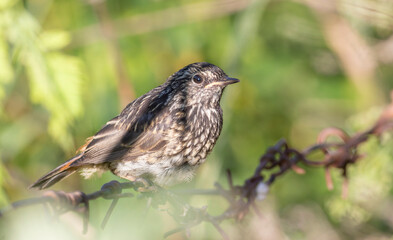 Bluethroat, Luscinia svecica. A young bird sits on a barbed wire fence in the thickets of plants