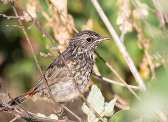Bluethroat, Luscinia svecica. Close-up of a young bird sitting in the bushes on the riverbank