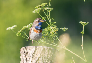 Bluethroat, Luscinia svecica. A male bird sits on a stump with food for its chicks