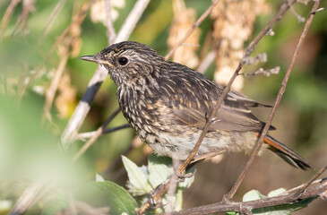 Bluethroat, Luscinia svecica. Close-up of a young bird sitting in the bushes on the riverbank