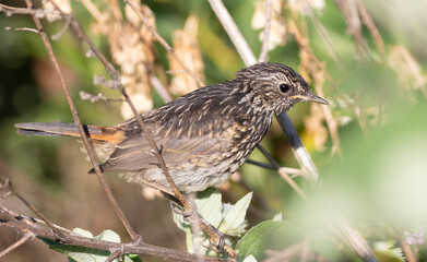 Bluethroat, Luscinia svecica. Close-up of a young bird sitting in the bushes on the riverbank