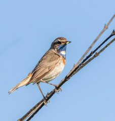 Bluethroat, Luscinia svecica. A male bird sits on a branch with food for its chicks
