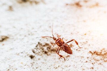 Conifer seed bug spreading across Europe