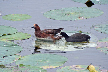 ハスの葉の上でオオバンが雄のヒドリガモを追い払っている風景