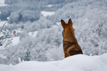 Brown mixed breed dog sits in snow and looks out over hilly countryside covered in fresh snow....