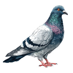 Minimalist 2D vector icon representation of a Pigeon, displayed on a pure white background
