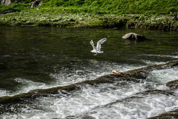 a bird flying low over the water