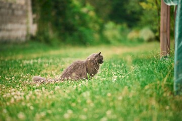 Gray cat walking on a green lawn summer