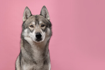Pretty adult siberian husky dog looking at the camera on a pink background with space for copy
