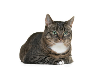 Adult tabby and white cat lying down isolated on a white background