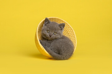Cute grey british shorthair kitten in a yellow basket on a yellow background © Elles Rijsdijk