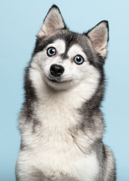 Cute pomsky adult dog portrait looking straight in the camera with her blue eyes on a blue background