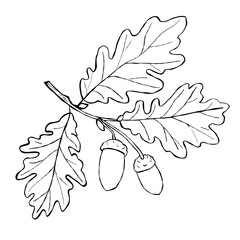 Oak branch with leaves and acorns hand drawn botanical autumn forest element in black and white line art on white background