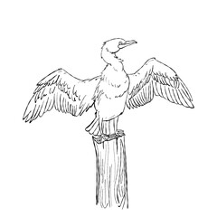 Cormorant seabird with open wings standing on wooden post hand drawn wildlife line art illustration isolated on white background