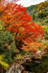 一目八景の紅葉
