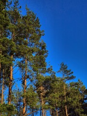 Obraz premium pines against a blue sky, pines on a clear day, pines in sunny weather, a forest of pines, a beautiful photo of a pine tree, a beautiful photo of a coniferous tree, a beautiful photo of a forest, the 