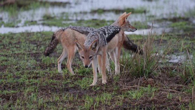  a pair of black backed jackals searching for frogs.