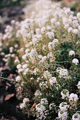 Cluster of small white wildflowers growing along a garden path. Natural close-up capturing delicate blooms, earthy tones, and soft texture of foliage in an outdoor rustic setting.