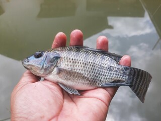 Hand Holding Freshwater Fish – Fishing Catch Close-Up