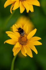 Macro shot of bumblebee on yellow daisy flower