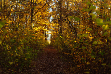 path in autumn forest