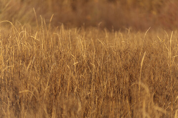 golden wheat field in autumn