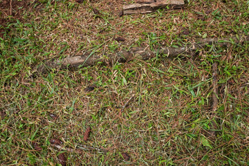 A photo of a patch of short grassy land, empty without any objects.