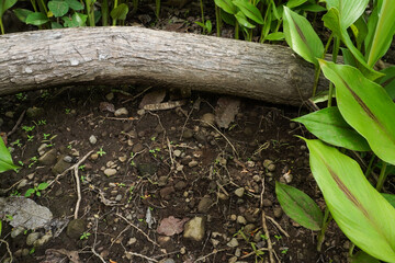 A slightly wet soil surface with fallen wooden tree branches and small plants and shrubs. Empty forest background.
