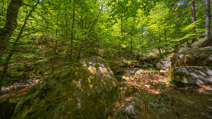 Mixed Forest at Laguna Negra y Circos Glaciares de Urbión Natural Park, Protected Area, Picos de Urbión, Soria, Castilla Y León, Spain, Europe