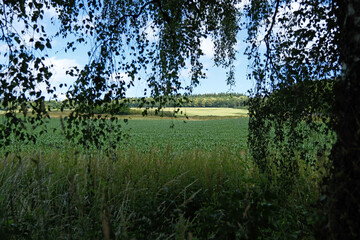 Idyllic Countryside View Through Birch Tree Canopy to Green Farming Fields Under Blue Summer Sky
