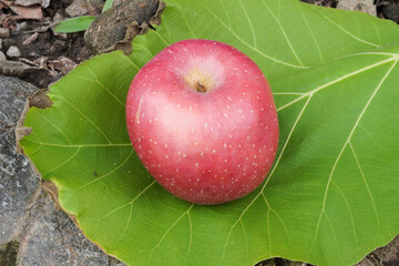 A large freshly harvested ripe red apple, placed on a leaf surface, photographed from above. Flat lay high angle shot.