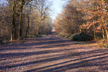 Idyllic woodland at German village of Zeppelinheim on a sunny autumn day. Photo taken November 22nd, 2025, Frankfurt am Main, Germany.