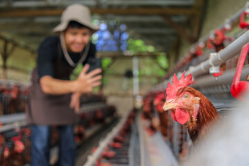 Happy Farmers Catch Healthy Chicken Content