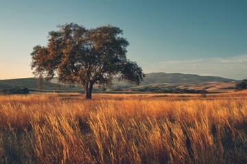 Fototapeta premium Calm nature scene featuring a tree and sunlit grasses