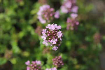 日本の春の庭に咲くイブキジャコウソウのピンク色の花