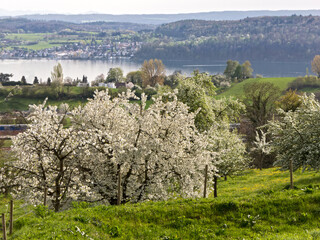 &Uuml;bersicht &uuml;ber den Bodensee bei &Uuml;berlingen im Fr&uuml;hjahr	