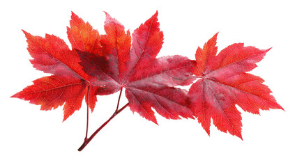 Three brilliant red maple leaves in autumn colors with prominent venation isolated on transparent background