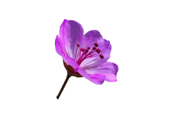 Vibrant purple flower with delicate petals and prominent stamens isolated on transparent background